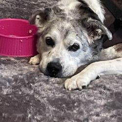 Urbana Veterinary Clinic - They took such great care of Nikki. She had several sessions of accu puncture and it gave her a little more time.