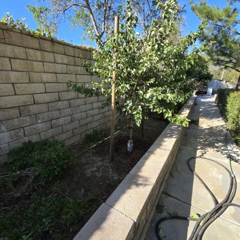 Moon Valley Nurseries - And this is the fruit cocktail tree after they planted it in my backyard - Tree Services Near Me - Chino, California