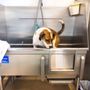 Photo of Paw Paw's Self Serve Dog Wash & Boutique