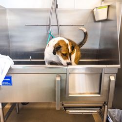 Paw Paw's Self Serve Dog Wash & Boutique - Easy to use dog wash stations.