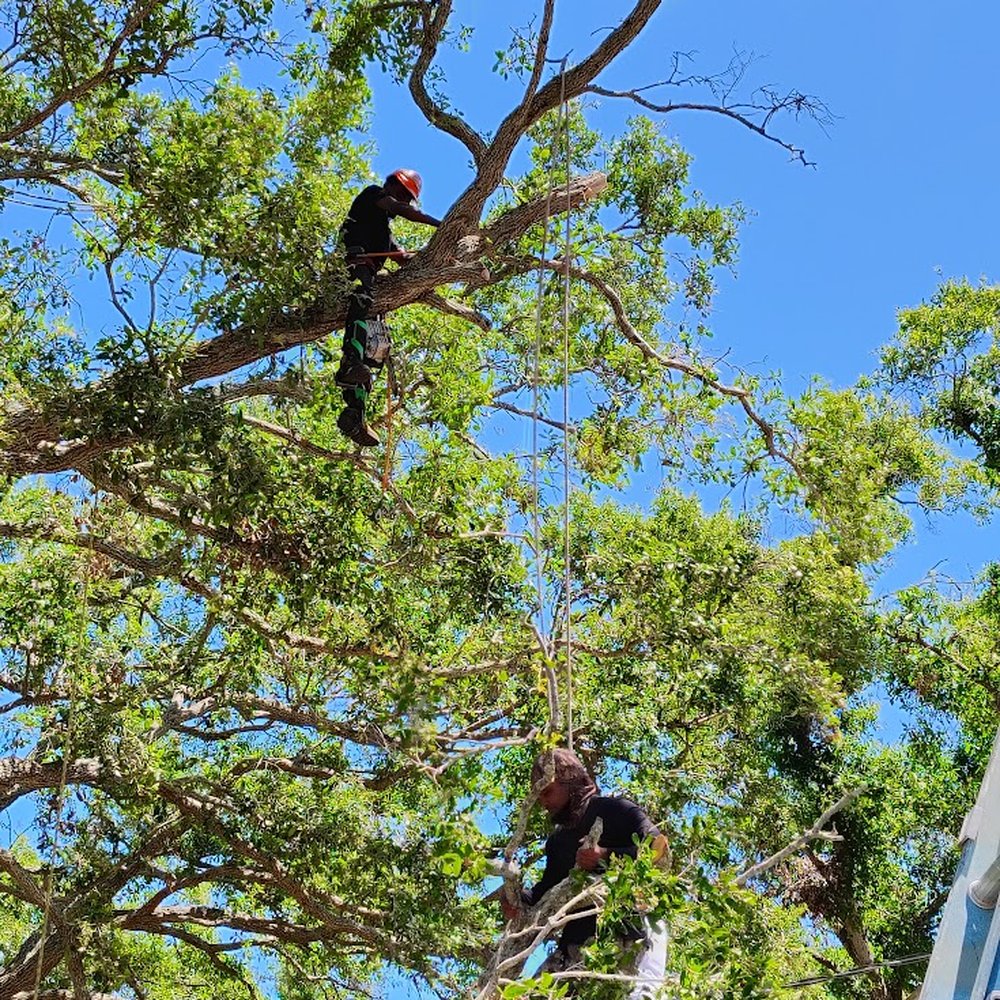 Taking down the Big Branch over my home. Taking down the Big Branch over my home.