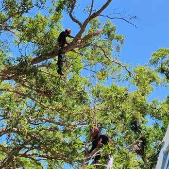 Tyler’s Tree Trimming - Taking down the Big Branch over my home. - Tree Services Near Me Tyler’s Tree Trimming - Taking down the Big Branch over my home. - Tree Services Near Me