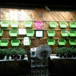 CannaMedicine - Stop by and check out our Clones! We have a variety and they are ONLY 2 for $30!