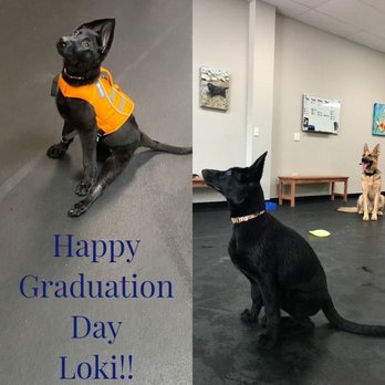 Augusta K9 Center - Photo on the left shows how she would not bend the leg. Photo on the right shows her on graduation day. - Dog Walkers Near Me - Staunton, Virginia