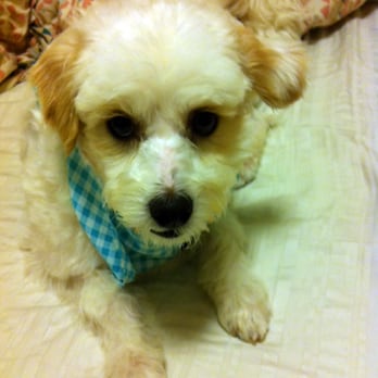 Pet Stylist Heather Tuthill - Ziggy after his first grooming with Heather. He looks so handsome! - Pet Groomers Near Me - Oakland, California