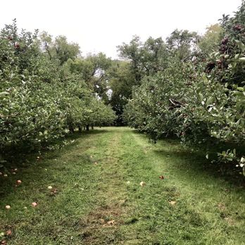 Battleview Orchards - Apple trees everywhere - Pick Your Own Farms Near Me - Freehold, New Jersey