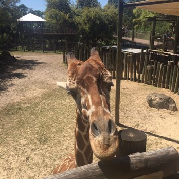 Brevard Zoo - Zoos Near Me - Melbourne, Florida