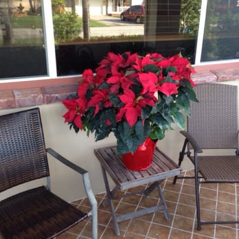 Kathy's Florist - Huge poinsettia from Kathy's I got for Christmas. It's now in my backyard and still alive and gorgeous! - Florists Near Me - Fort Lauderdale, Florida Kathy's Florist - Huge poinsettia from Kathy's I got for Christmas. It's now in my backyard and still alive and gorgeous! - Florists Near Me - Fort Lauderdale, Florida