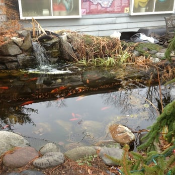 Ely's Tropical Fish - Outside koi pond - Local Fish Stores Near Me - Florham Park, New Jersey Ely's Tropical Fish - Outside koi pond - Local Fish Stores Near Me - Florham Park, New Jersey