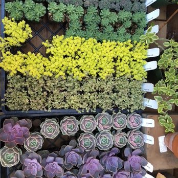 Succulence - Team Building Activities Near Me