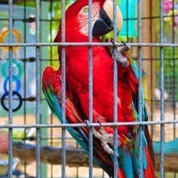 Feathered Friends & Critters - Many of these birds where there - Reptile Shops Near Me - Pomona, California