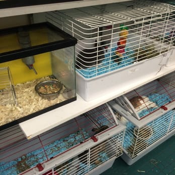 petland discounts brooklyn