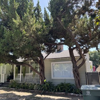 Oasis Tree Service - Trees before trimming - Tree Services Near Me - Los Angeles, California