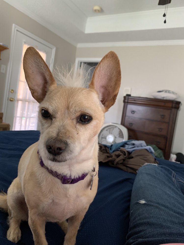 AUTUMN’S PAMPERED PAWS 21 Photos & 12 Reviews 801 E Mid Cities Blvd