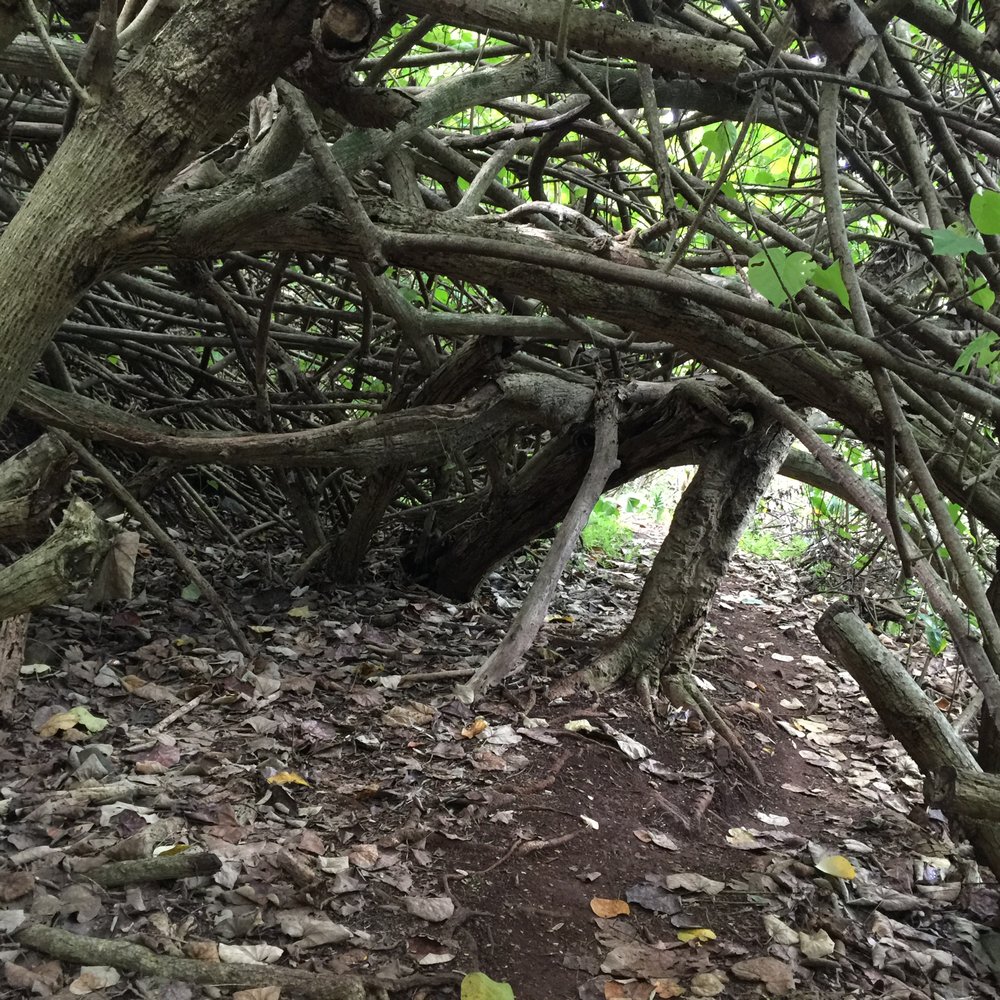 Waimano Loop Trail - Cool tree tunnel. - Hiking Near Me - Pearl City, Hawaii Waimano Loop Trail - Cool tree tunnel. - Hiking Near Me - Pearl City, Hawaii