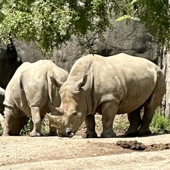 Indianapolis Zoo - Rhinos - Zoos Near Me - Indianapolis, Indiana Indianapolis Zoo - Rhinos - Zoos Near Me - Indianapolis, Indiana