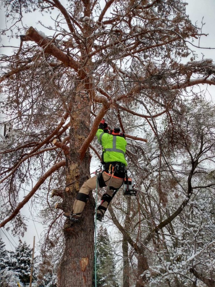 Korys Anderson Tree care - tree service in Salt Lake City, UT