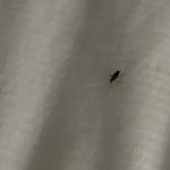 DoubleTree by Hilton - Roaches on my bed - Hotels Near Me - Atlanta, Georgia