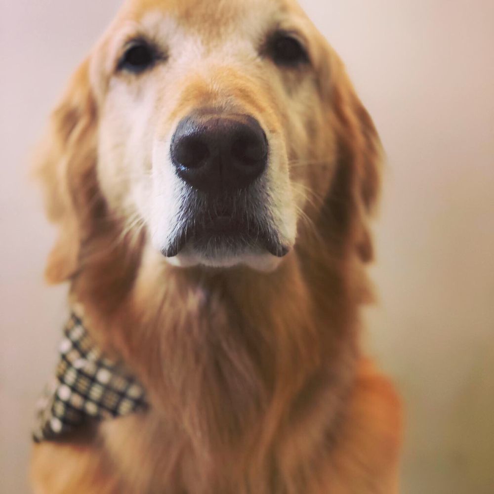 THE DOGGIE WASH 78 Photos & 34 Reviews 609 E Main St, Purcellville