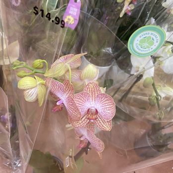 Trader Joe's - Orchids - Grocery Near Me - Woodland Hills, California