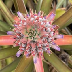 Dole Pineapple Farm Tour - The flower from an immature pineapple