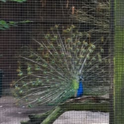 Kobelt Zoo