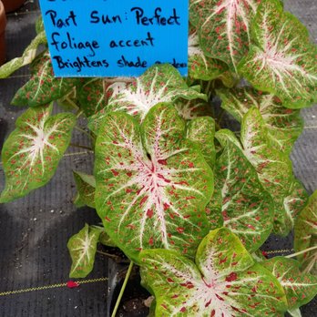 Marlin Plant Kingdom - Caladium plants - Nurseries & Gardening Near Me - Greenfield, Indiana Marlin Plant Kingdom - Caladium plants - Nurseries & Gardening Near Me - Greenfield, Indiana