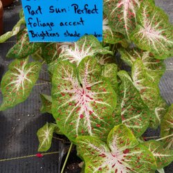 Marlin Plant Kingdom - Caladium plants
