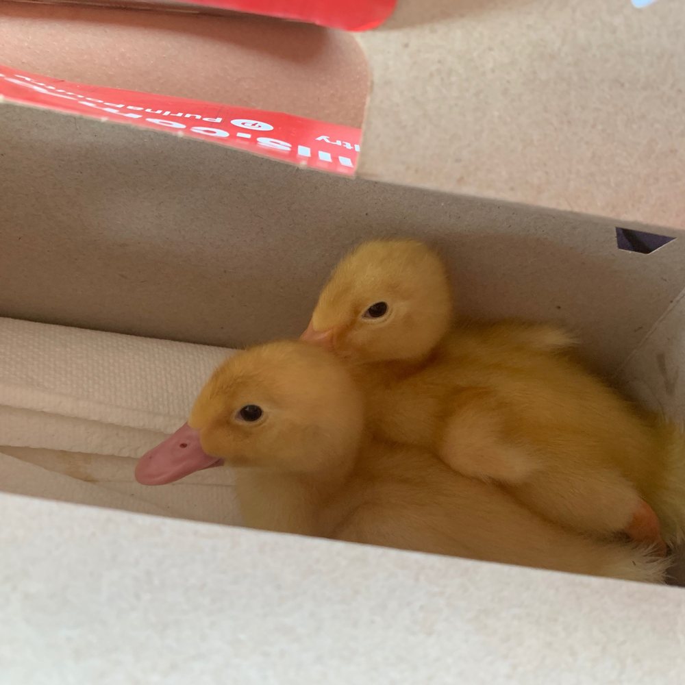Tractor Supply - Baby Ducks - Livestock Feed & Supply Near Me - Plainfield, Indiana Tractor Supply - Baby Ducks - Livestock Feed & Supply Near Me - Plainfield, Indiana