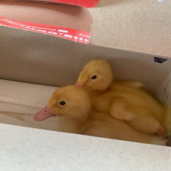 Tractor Supply - Baby Ducks - Livestock Feed & Supply Near Me - Plainfield, Indiana