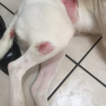 Farrington Kennels - Pet Sitting Near Me - Martinez, California
