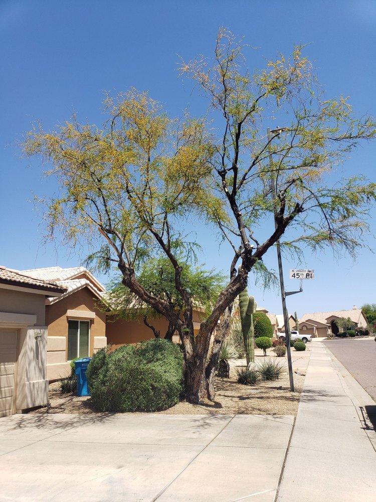 OG LANDSCAPING Updated June 2024 10 Photos Phoenix, Arizona Landscaping Phone Number