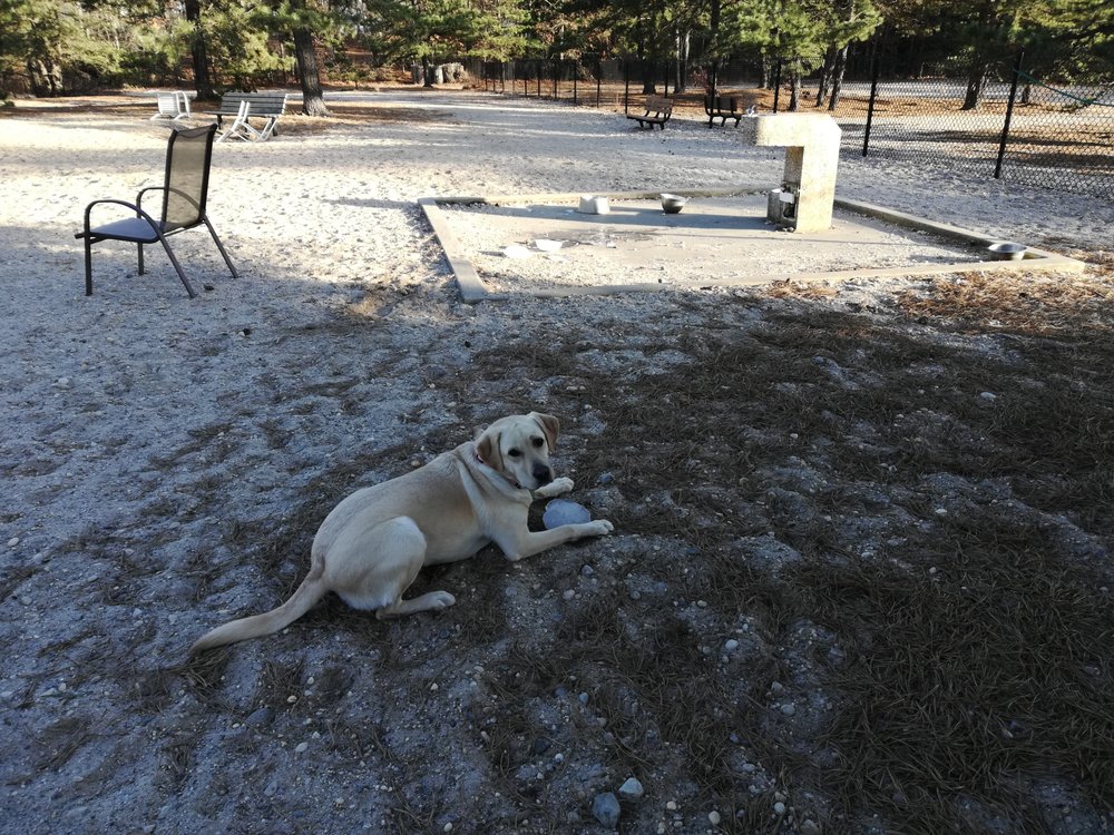MIDDLE ISLAND DOG PARK Updated October 2024 1075 Middle Country Rd, Middle Island, New York