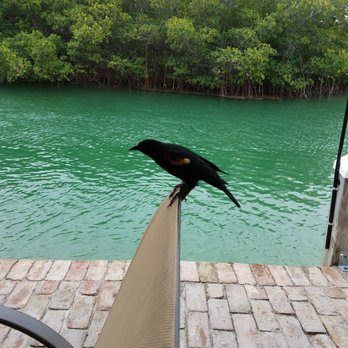 Geiger Key Marina - My lunch date, a French fry thief! - Seafood Near Me - Key West, Florida