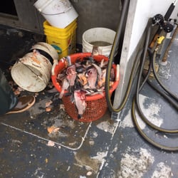 Dauntless - Loads of leftover filleted fish