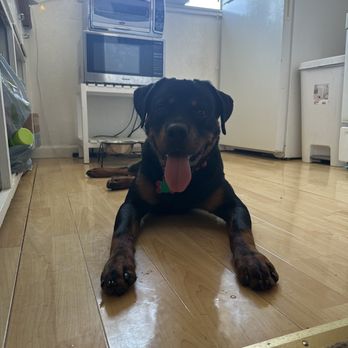 Expawlibur Pet Grooming - All clean! - Pet Groomers Near Me - St. George, Utah