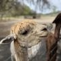 Photo of LunaSea Alpaca Farm
