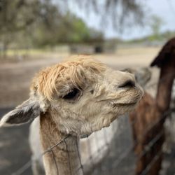 LunaSea Alpaca Farm - Llama mama