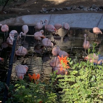 Phoenix Zoo - So many flamingos at the zoo! - Zoos Near Me - Phoenix, Arizona Phoenix Zoo - So many flamingos at the zoo! - Zoos Near Me - Phoenix, Arizona