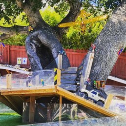 a tree that has been cut down a tree that has been cut down