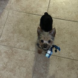 Teacup Yorkie Teacup Yorkie