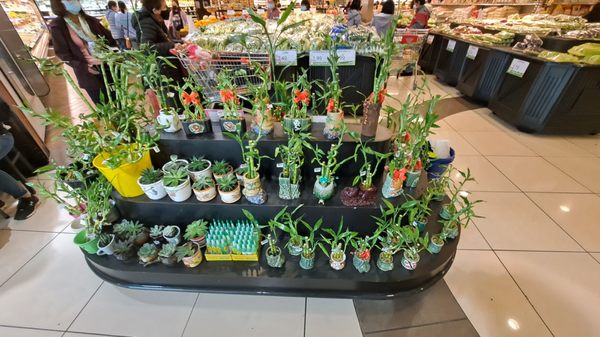 Seafood City Supermarket by null