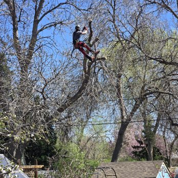 The Giving Tree Service - Tree Services Near Me - Lakewood, Colorado The Giving Tree Service - Tree Services Near Me - Lakewood, Colorado