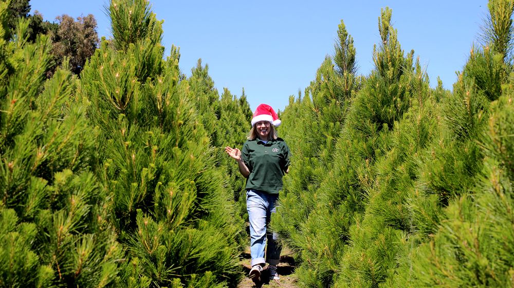 THE CHRISTMAS TREE SHOP Updated September 2024 2/283 Barkers Rd, Kew Victoria, Australia