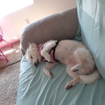 Pet Match Rescue - Vanna is so comfy in her new home!!! - Animal Shelters Near Me Pet Match Rescue - Vanna is so comfy in her new home!!! - Animal Shelters Near Me