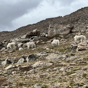 Mount Blue Sky Scenic Byway - Mountain goats - Hiking Near Me
