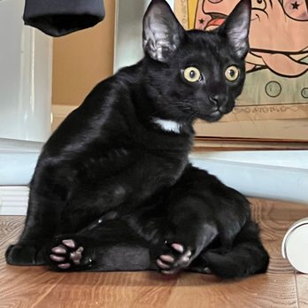 Last Hope Animal Rescue - First day home! - Animal Shelters Near Me - Wantagh, New York