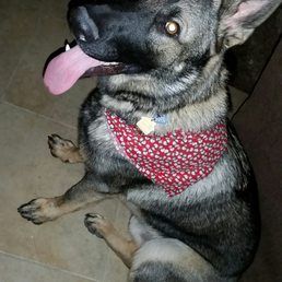 Draco is happy