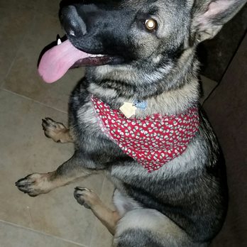 The Rolling Spaw - Draco is happy - Pet Groomers Near Me