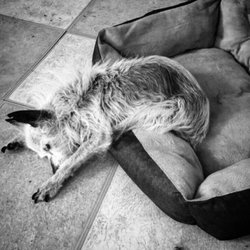 Boston West Veterinary Emergency & Specialty - Our late dog Abe, who was around 20 when we had to bring him in to be euthanized.
